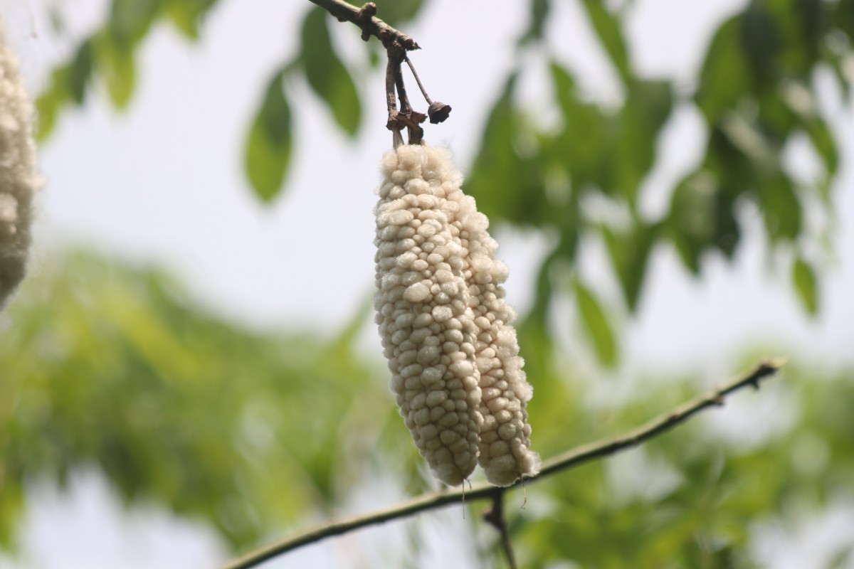 Ceiba pentandra (L.) Gaertn.